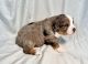 Miniature Australian Shepherd Puppies for sale in Molalla, OR 97038, USA. price: $1,800