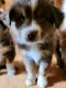 Miniature Australian Shepherd Puppies for sale in North Brookfield, Massachusetts. price: $900