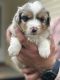 Miniature Australian Shepherd Puppies for sale in Cardington, Ohio. price: $1,500