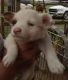 Miniature Australian Shepherd Puppies for sale in Lockhart, Texas. price: $350