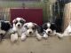 Miniature Australian Shepherd Puppies for sale in Saugerties, New York. price: NA
