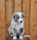 Miniature Australian Shepherd Puppies for sale in Fayette, Missouri. price: $850
