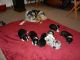 Miniature Australian Shepherd Puppies for sale in Hudson, MA, USA. price: $900