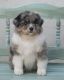 Miniature Australian Shepherd Puppies for sale in Hermiston, OR, USA. price: NA
