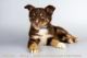 Miniature Australian Shepherd Puppies for sale in San Diego, CA, USA. price: NA