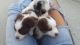 Miniature Australian Shepherd Puppies for sale in Victorville, CA, USA. price: NA