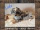 Miniature Australian Shepherd Puppies for sale in Fort Worth, TX, USA. price: NA