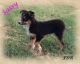 Miniature Australian Shepherd Puppies for sale in Fort Worth, TX, USA. price: NA