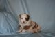 Miniature Australian Shepherd Puppies for sale in Fort Collins, CO, USA. price: NA
