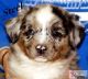 Miniature Australian Shepherd Puppies for sale in Grinnell, KS 67738, USA. price: NA