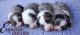Miniature Australian Shepherd Puppies for sale in Porterville, CA 93257, USA. price: NA