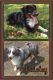 Miniature Australian Shepherd Puppies for sale in Roseville, CA, USA. price: NA