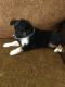 Miniature Australian Shepherd Puppies for sale in Ceres, CA, USA. price: NA
