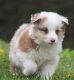 Miniature Australian Shepherd Puppies for sale in Littlestown, PA 17340, USA. price: NA