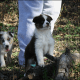 Miniature Australian Shepherd Puppies for sale in Elmore City, OK 73433, USA. price: $600