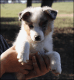 Miniature Australian Shepherd Puppies for sale in Elmore City, OK 73433, USA. price: $1,000
