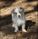 Miniature Australian Shepherd Puppies for sale in Elmore City, OK 73433, USA. price: $1,000