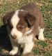 Miniature Australian Shepherd Puppies for sale in Long Rd, Watkinsville, GA 30677, USA. price: $450