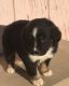 Miniature Australian Shepherd Puppies for sale in Morehead, KY 40351, USA. price: NA
