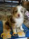 Miniature Australian Shepherd Puppies for sale in Dayton, OH, USA. price: NA
