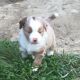 Miniature Australian Shepherd Puppies for sale in Valley Springs, CA 95252, USA. price: NA