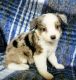 Miniature Australian Shepherd Puppies for sale in Knox City, TX 79529, USA. price: NA
