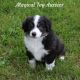 Miniature Australian Shepherd Puppies for sale in Byron, NY 14422, USA. price: $1,300