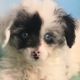 Miniature Australian Shepherd Puppies for sale in Canton, OH, USA. price: NA