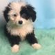 Miniature Australian Shepherd Puppies for sale in Canton, OH, USA. price: NA