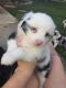 Miniature Australian Shepherd Puppies for sale in Eaton, OH 45320, USA. price: NA