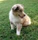 Miniature Australian Shepherd Puppies for sale in Berea, KY, USA. price: NA