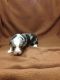 Miniature Australian Shepherd Puppies for sale in Floresville, TX 78114, USA. price: NA