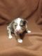 Miniature Australian Shepherd Puppies for sale in Floresville, TX 78114, USA. price: NA