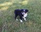 Miniature Australian Shepherd Puppies for sale in Mitchell, IN 47446, USA. price: NA