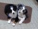 Miniature Australian Shepherd Puppies for sale in West Linn, OR, USA. price: $800