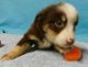 Miniature Australian Shepherd Puppies for sale in Dayton, OH, USA. price: NA