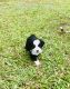 Miniature Australian Shepherd Puppies for sale in Gainesville, FL, USA. price: NA