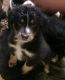 Miniature Australian Shepherd Puppies for sale in Anderson, CA 96007, USA. price: $500