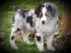 Miniature Australian Shepherd Puppies for sale in Sweet Home, OR, USA. price: NA