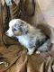Miniature Australian Shepherd Puppies for sale in Neodesha, KS 66757, USA. price: NA