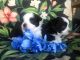 Miniature Australian Shepherd Puppies for sale in Blacksburg, VA, USA. price: NA
