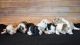 Miniature Australian Shepherd Puppies for sale in Arthur, IL, USA. price: NA