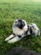 Miniature Australian Shepherd Puppies for sale in Atlanta, IN, USA. price: $850
