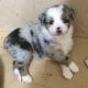 Miniature Australian Shepherd Puppies for sale in Holstein, ON N0G 2A0, Canada. price: $1,600