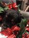 Miniature Australian Shepherd Puppies for sale in Beckley, WV 25801, USA. price: $500