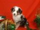 Miniature Australian Shepherd Puppies for sale in West Linn, OR, USA. price: $900