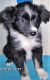 Miniature Australian Shepherd Puppies for sale in St Paul, MN, USA. price: $900