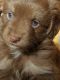 Miniature Australian Shepherd Puppies for sale in Atlanta, IN, USA. price: $750