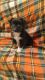 Miniature Australian Shepherd Puppies for sale in Townville, PA 16360, USA. price: NA