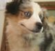 Miniature Australian Shepherd Puppies for sale in Beaverton, OR, USA. price: $1,000